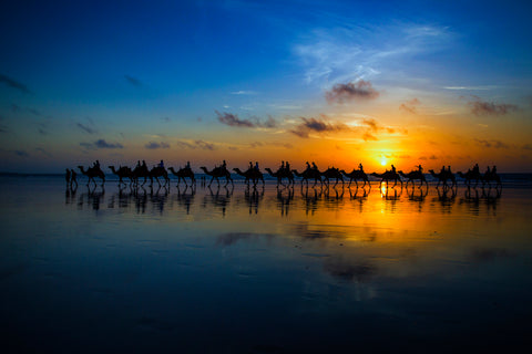 Sunset Camel Ride - Wall Art - By Louise Wolbers- Gallery Art Company