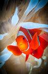 Clownfish defends his white anemone - Wall Art - By Jan Abadschieff- Gallery Art Company