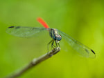 Red tail Dragonfly in Malaysia Borneo - Wall Art - By Assaf Frank- Gallery Art Company