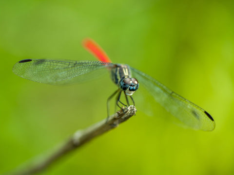 Red tail Dragonfly in Malaysia Borneo - Wall Art - By Assaf Frank- Gallery Art Company