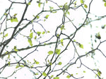 Close-up of twigs, studio shot - Wall Art - By Assaf Frank- Gallery Art Company