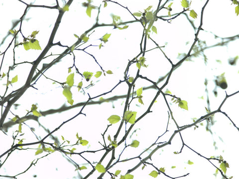 Close-up of twigs, studio shot - Wall Art - By Assaf Frank- Gallery Art Company