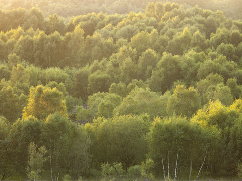 Tree tops at dusk - Wall Art - By Assaf Frank- Gallery Art Company