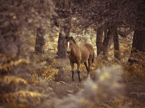 Wild Horses, New Forest - Wall Art - By Assaf Frank- Gallery Art Company