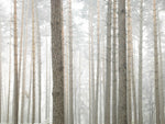 Tree trunks in frorest full frame - Wall Art - By Assaf Frank- Gallery Art Company