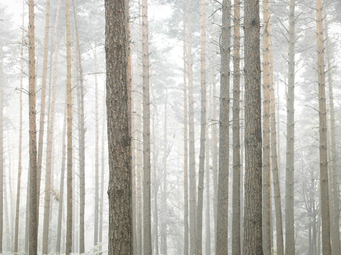 Tree trunks in frorest full frame - Wall Art - By Assaf Frank- Gallery Art Company