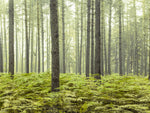 Forest - Wall Art - By Assaf Frank- Gallery Art Company