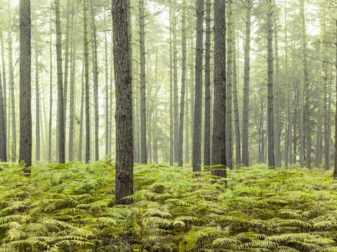Forest - Wall Art - By Assaf Frank- Gallery Art Company