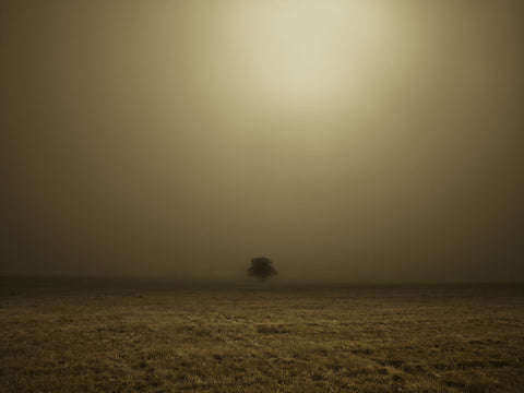 Single Tree in mist and fog - Wall Art - By Assaf Frank- Gallery Art Company
