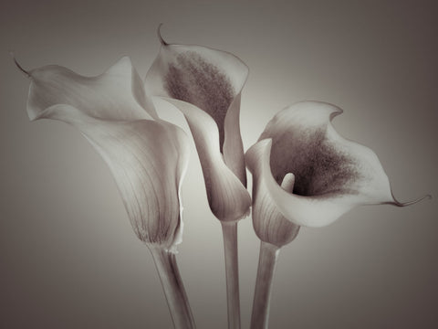 Close-up of three white Calla Lilies, Studio Shot - Wall Art - By Assaf Frank- Gallery Art Company