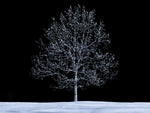 Single tree against skies in snow - Wall Art - By Assaf Frank- Gallery Art Company