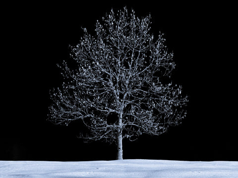 Single tree against skies in snow - Wall Art - By Assaf Frank- Gallery Art Company