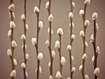 Pussy Willow twigs - Wall Art - By Assaf Frank- Gallery Art Company