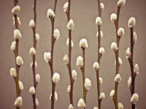 Pussy Willow twigs - Wall Art - By Assaf Frank- Gallery Art Company