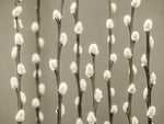 Pussy Willow twigs - Wall Art - By Assaf Frank- Gallery Art Company