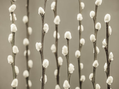Pussy Willow twigs - Wall Art - By Assaf Frank- Gallery Art Company