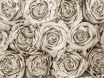 Background of roses full frame - Wall Art - By Assaf Frank- Gallery Art Company