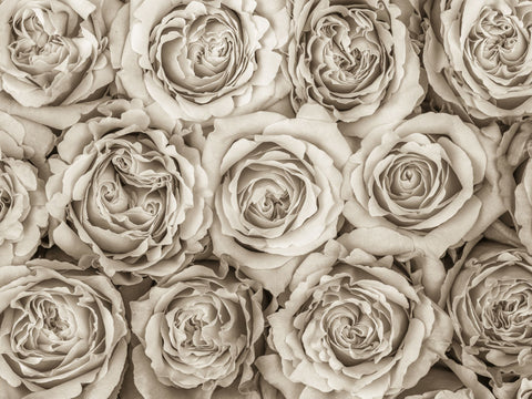 Background of roses full frame - Wall Art - By Assaf Frank- Gallery Art Company