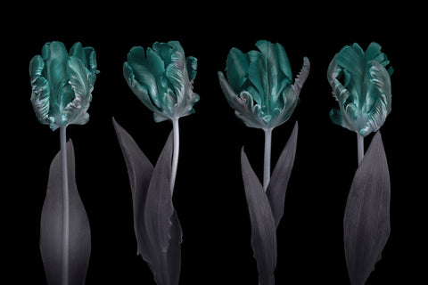 Rococo Tulips - Wall Art - By Assaf Frank- Gallery Art Company