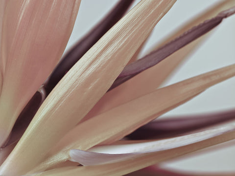 Heliconia flower close-up - Wall Art - By Assaf Frank- Gallery Art Company