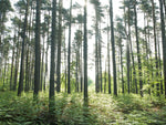 Berkshire, trees in forest - Wall Art - By Assaf Frank- Gallery Art Company