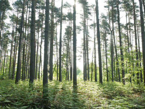 Berkshire, trees in forest - Wall Art - By Assaf Frank- Gallery Art Company