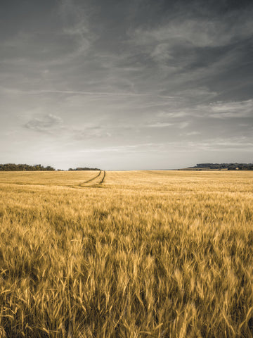 Wheat field - Wall Art - By Assaf Frank- Gallery Art Company