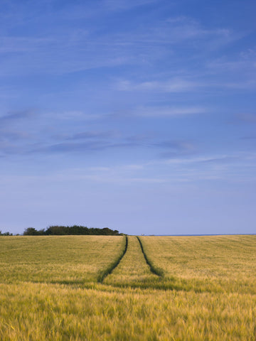 Wheat field against blue skies - Wall Art - By Assaf Frank- Gallery Art Company