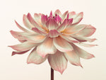 Dahlia Flower - Wall Art - By Assaf Frank- Gallery Art Company