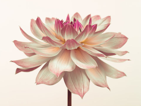 Dahlia Flower - Wall Art - By Assaf Frank- Gallery Art Company
