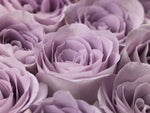 Roses full frame - Wall Art - By Assaf Frank- Gallery Art Company