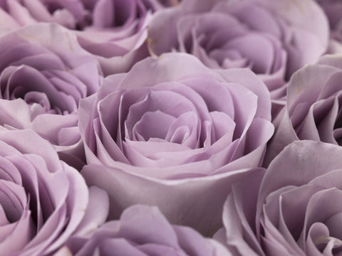 Roses full frame - Wall Art - By Assaf Frank- Gallery Art Company