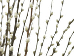 Pussy willow close-up - Wall Art - By Assaf Frank- Gallery Art Company