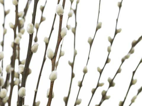 Pussy willow close-up - Wall Art - By Assaf Frank- Gallery Art Company