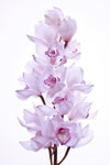 Stem of Orchid flowers - Wall Art - By Assaf Frank- Gallery Art Company