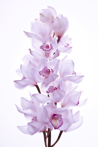 Stem of Orchid flowers - Wall Art - By Assaf Frank- Gallery Art Company