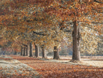 Row of trees with autumn colours - Wall Art - By Assaf Frank- Gallery Art Company
