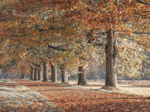 Row of trees with autumn colours - Wall Art - By Assaf Frank- Gallery Art Company