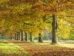Row of trees with autumn colours - Wall Art - By Assaf Frank- Gallery Art Company