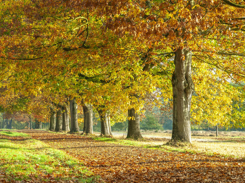 Row of trees with autumn colours - Wall Art - By Assaf Frank- Gallery Art Company