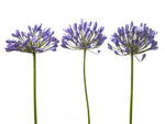 Three African Lilies - Wall Art - By Assaf Frank- Gallery Art Company