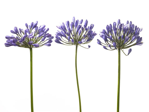 Three African Lilies - Wall Art - By Assaf Frank- Gallery Art Company