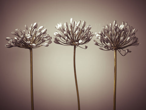 Three African Lilies - Wall Art - By Assaf Frank- Gallery Art Company