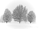 undefined - Wall Art - By Gallery Art Company- Gallery Art Company