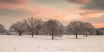 Trees in a snow covered field at dawn - Wall Art - By Assaf Frank- Gallery Art Company