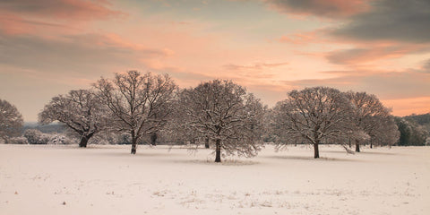 Trees in a snow covered field at dawn - Wall Art - By Assaf Frank- Gallery Art Company