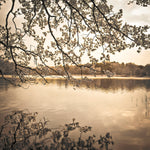 Branches above lake - Wall Art - By Assaf Frank- Gallery Art Company