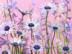Meadow flowers - Wall Art - By Assaf Frank- Gallery Art Company