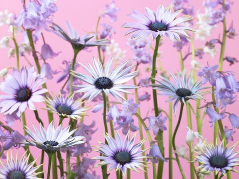 Meadow flowers - Wall Art - By Assaf Frank- Gallery Art Company