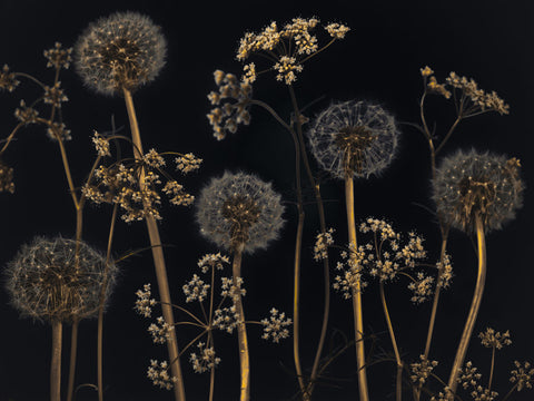 Meadow flowers - Wall Art - By Assaf Frank- Gallery Art Company